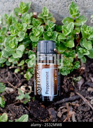 Olio essenziale di alta qualità marchio Doterra. Olio essenziale di menta piperita. Concetto di assistenza sanitaria e benessere. Sfondo naturale. Foto Stock