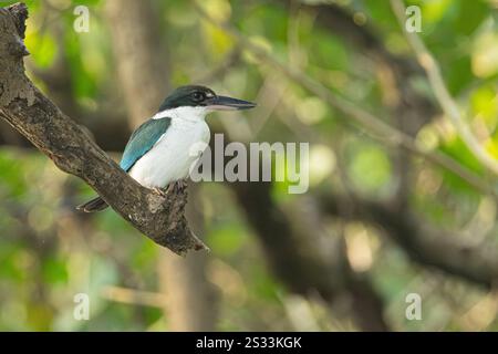 Kingfisher con colletto, Goa, India Foto Stock