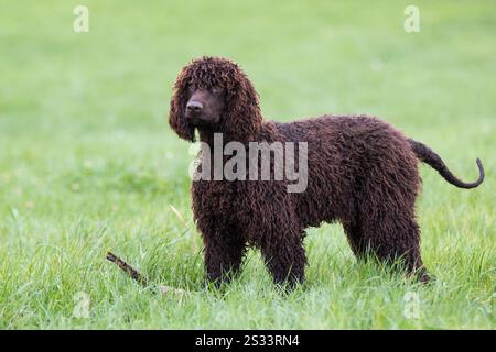 Acqua irlandese Spaniel Foto Stock