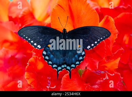 Macro di un cespuglio speziato / farfalla nera (papilio troilus) su un fiore rosso di gladiolus - vista dall'alto con ali sparse Foto Stock