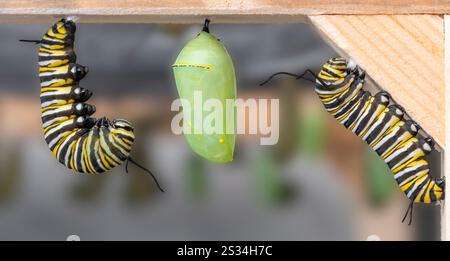 Monarca (danaus plexippus) caterpillars trasformandosi in crisalide Foto Stock