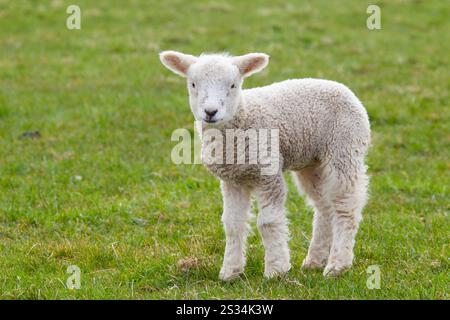 Pecore domestiche, Ovis ammon aries, agnello, Schleswig-Holstein, Germania Foto Stock