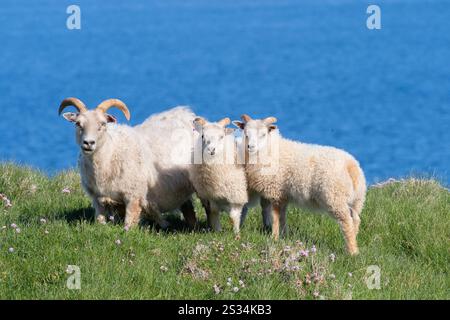 Pecora islandese, Ovis orientalis aries, pecora adulta con agnelli in un prato, estate, Islanda Foto Stock
