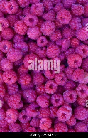 Lampone, Rubus idaeus, bacche mature, frutta, Vaermland, Svezia Foto Stock