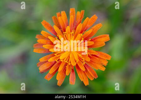 Alghe arancioni, Hieracium aurantiacum, fiore, Parco Nazionale degli alti Tauri, Carinzia, Austria Foto Stock