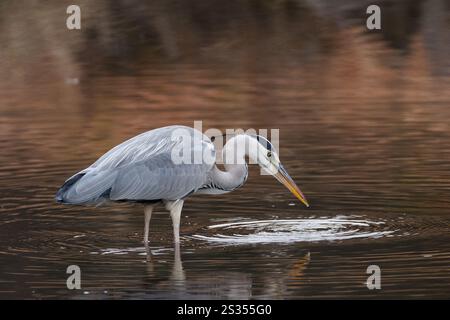 Un airone grigio (Ardea cinerea) che pesca in uno stagno in un parco a Kanagawa, Giappone. Foto Stock