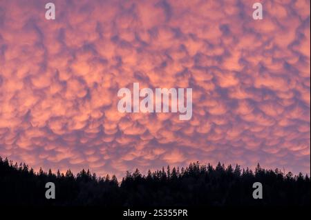 Nuvole di mammatus rosse all'ora blu sopra la foresta di montagna, Fellhorn, Stillachtal, mammatus, nuvole, Alpi, Oberallgäu, Germania Foto Stock