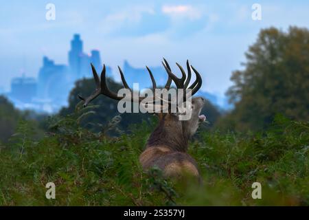 Cervo rosso cervo durante il rut con lo skyline di Londra sullo sfondo, Richmond Park, Greater London, London, UK, gran Bretagna, Foto Stock