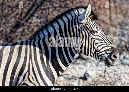 Plains zebra, Okaukuejo, Etosha National Park, Nambia, Africa Foto Stock