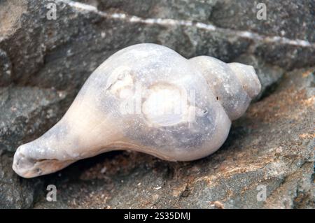 Una piccola conchiglia sta posando su una roccia. Il guscio è bianco e presenta alcuni piccoli fori. La roccia su cui si trova è grigia e ruvida Foto Stock