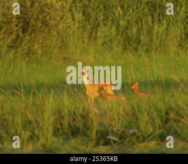 Cervo (Capreolus capreolus), cervo con due fawn in un prato, calda luce del mattino, fauna selvatica, bassa Sassonia, Germania, Europa Foto Stock