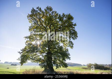 Quercia vecchia (Quercus in controluce, cielo azzurro, Meclemburgo-Vorpommern, Germania, Europa Foto Stock