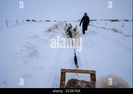 15 luglio 2023, Husavik, Islanda: Una guida organizza un gruppo di hiskies durante un'escursione in slitta trainata da cani in una tundra vicino Husavik. Le gite in slitta offrono un'esperienza davvero notevole per esplorare i paesaggi invernali della parte settentrionale del paese. Utilizzando principalmente Husky siberiani addestrati, noti per la loro resistenza al freddo e la loro capacità di percorrere lunghe distanze, i visitatori possono godersi un'emozionante corsa attraverso la tundra innevata. Guidate da esperti locali, queste escursioni non solo consentono ai viaggiatori di ammirare la bellezza naturale della regione, ma anche di interagire con i cani, imparando di più abou Foto Stock