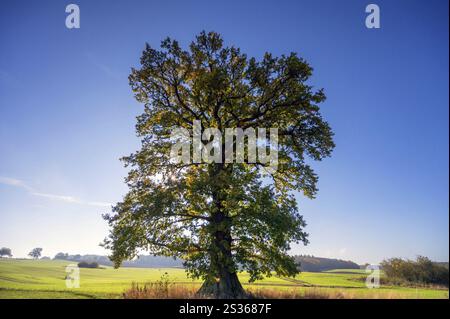 Quercia vecchia (Quercus in controluce, cielo azzurro, Meclemburgo-Vorpommern, Germania, Europa Foto Stock
