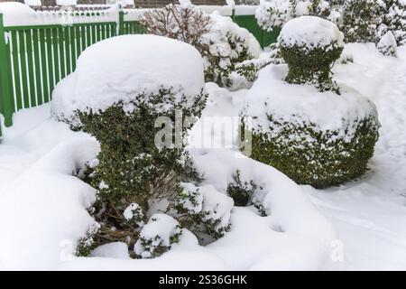 Arbusto ornamentale ricoperto di neve, foto simboliche per l'inverno, danni dovuti al gelo e dormienza invernale in Austria Foto Stock