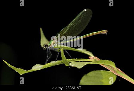 Macro di una femmina Banded Demoiselle su una foglia Foto Stock