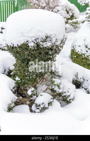 Arbusto ornamentale ricoperto di neve, foto simboliche per l'inverno, danni dovuti al gelo e dormienza invernale in Austria Foto Stock