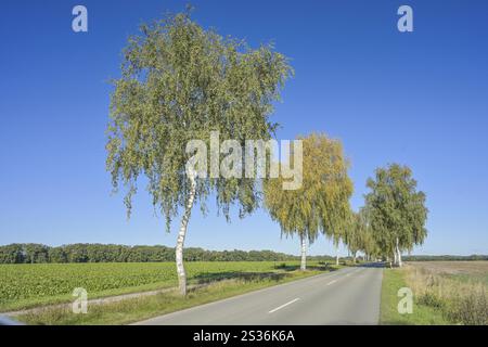 Birch avenue vicino a Wrestedt, strada di campagna, distretto di Uelzen, bassa Sassonia, Germania, Europa Foto Stock