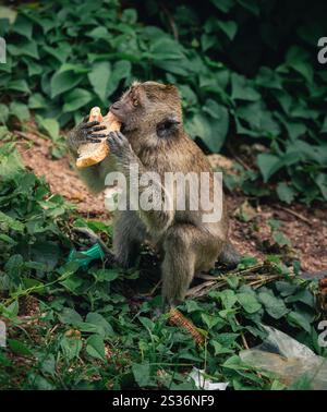 Scimmia si gode un pezzo di pane mentre si siede tra il verde del fogliame in un habitat naturale Foto Stock