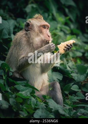 Scimmia gusta un pasto tra lussureggianti foglie verdi in un habitat tropicale durante il giorno Foto Stock