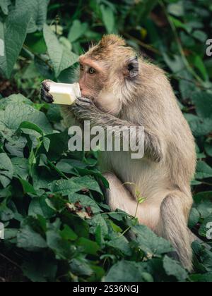 Scimmia gode di uno spuntino nel verde lussureggiante in una foresta tropicale durante il giorno Foto Stock