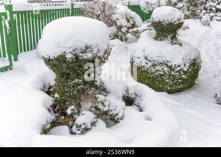 Arbusto ornamentale ricoperto di neve, foto simboliche per l'inverno, danni dovuti al gelo e dormienza invernale in Austria Foto Stock