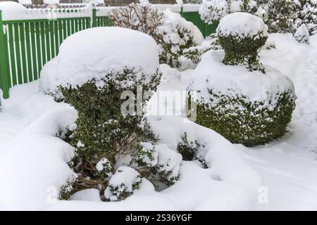 Arbusto ornamentale ricoperto di neve, foto simboliche per l'inverno, danni dovuti al gelo e dormienza invernale in Austria Foto Stock