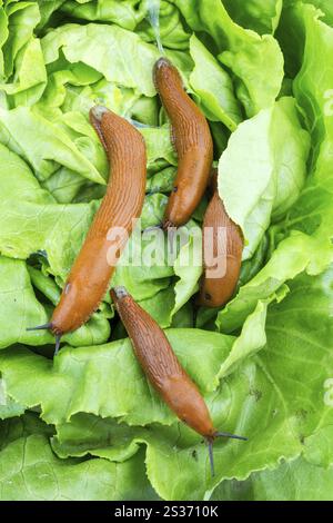 Una lumaca in giardino mangia una foglia di lattuga. Peste delle lumache nel giardino Austria Foto Stock