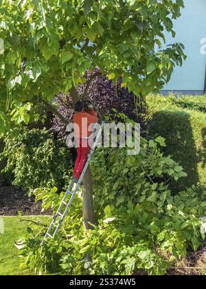 Un giardiniere taglia un albero. Lavoro in giardino. Austria Foto Stock