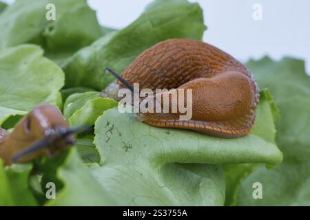 Una lumaca in giardino mangia una foglia di lattuga. Peste delle lumache in giardino Foto Stock