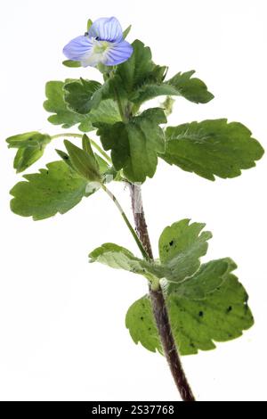 Veronica persica, Persian Speedwell, Persian Speedwell Foto Stock