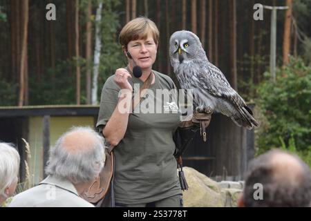 Falconer Ilka Simm-Schoenholz con gufo barbuto al centro falconeria di Potsdam Foto Stock