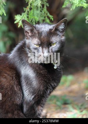 Ritratto di un bellissimo gatto nero seduto all'esterno Foto Stock