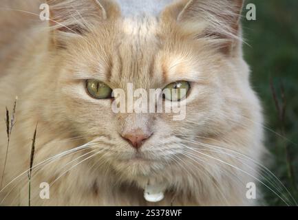 Primo piano ritratto di un gatto rosso arancio crema allo zenzero carino e adorabile Foto Stock