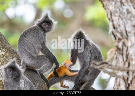 Le scimmie dalla foglia d'argento sono generalmente piuttosto delicate, baby scimmia dal colore dorato Foto Stock