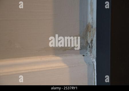 La muffa cresceva nell'angolo della sala dopo che la porta di allagamento aveva una crepa e si appoggiava al muro. La porta è fatta di legno e ha un metallo Foto Stock