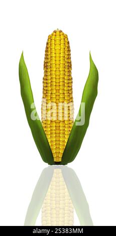Le orecchie di mais sono isolate su uno sfondo bianco. Orecchie di mais Foto Stock