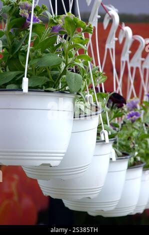 Padiglioni Fiori in vasi appesi nel negozio, sfondo primaverile. Molte pentole bianche con padelle miste. Padiglioni Fiori in vasi appesi nel negozio, Foto Stock