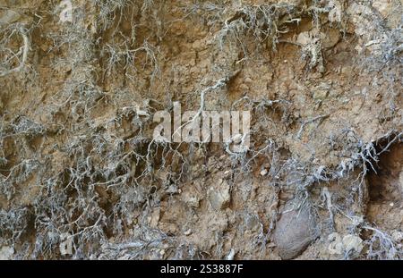 Sezione di terra con diversi strati di terreno, rocce e radici di piante sotterranee da vicino. Sezione di terra con diversi strati di terreno, rocce e piante Foto Stock
