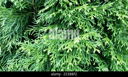 Texture di conifere, foto orizzontale di natura verde ravvicinata Foto Stock