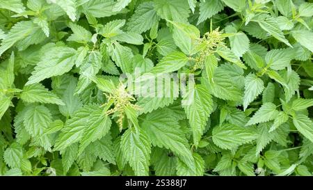 Natura piante selvatiche ortica cespuglio Foto Stock