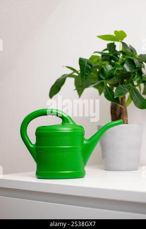 Una barattola da irrigazione verde vicino a una pianta Pachira aquatica che cresce in una pentola in piedi su un tavolo bianco in una stanza di casa Foto Stock