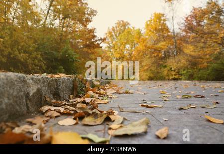 Splendido paesaggio naturale autunnale. Vista panoramica sul parco cittadino autunnale con fogliame giallo dorato in giornata nuvolosa. Sentieri per passeggiate nel parco cittadino disseminati Foto Stock