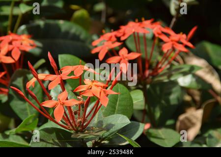 Ixora chinensis o ixora cinese. La pianta di fiori di Soka. Messa a fuoco selettiva. sfondo sfocato. Foto Stock