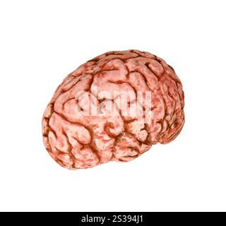 Cervello umano su sfondo bianco Foto Stock