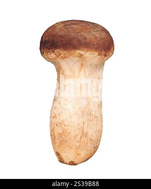 boletus edulis isolato su sfondo bianco. boletus edulis isolato Foto Stock