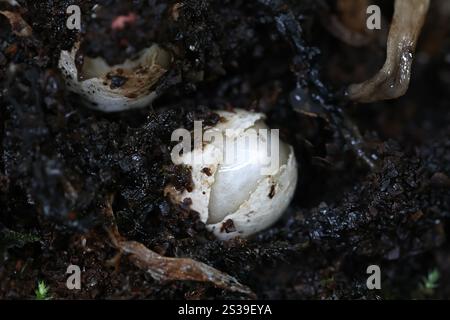 Uovo di corno rosso, Mutinus ravenelii, fungo finlandese Foto Stock