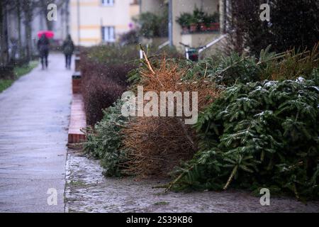 Berlino, Germania. 9 gennaio 2025. Gli alberi di Natale si trovano in un angolo a Kissingenplatz a Pankow. In questi giorni, Berliner Stadtreinigung (BSR) raccoglierà ancora una volta alberi di Natale in disuso dal ciglio della strada. Ci sono due date di raccolta per distretto tra l'8 e il 21 gennaio 2025. Crediti: Bernd von Jutrczenka/dpa/Alamy Live News Foto Stock