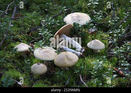 Cortinarius caperatus, comunemente noto come fungo zingaro, fungo selvatico proveniente dalla Finlandia Foto Stock
