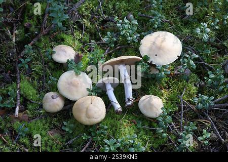 Cortinarius caperatus, comunemente noto come fungo zingaro, fungo selvatico proveniente dalla Finlandia Foto Stock